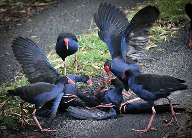 This bird species has a high social behavior, often living in flocks.