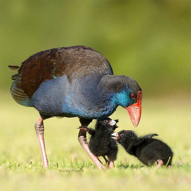 The breeding season of xit birds is from November to August.