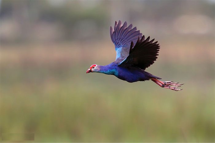 Some other images of xit birds.