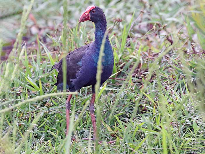 Xit birds have red beaks.