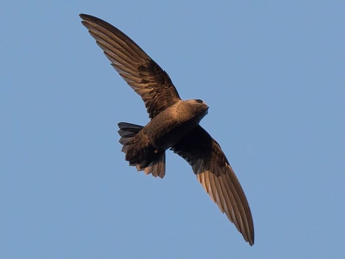 Black swifts flying in the sky.