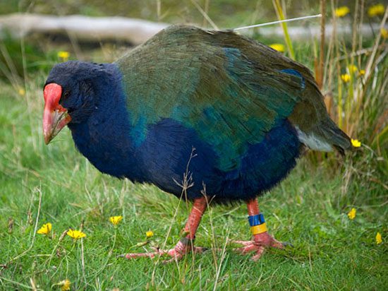 Takahe