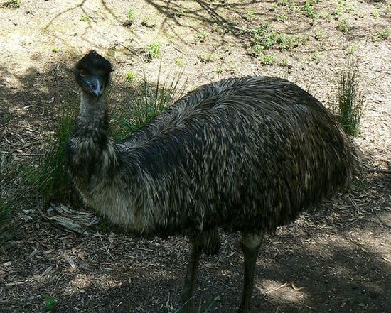 Emu