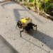 china develops robots that move faster than insects 138248