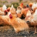 china mobilizes nearly 3 million chickens to eliminate pest species causing 100 billion dong damage each year 130245