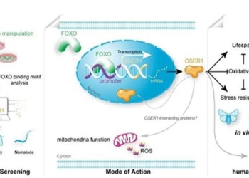 chinese scientists discover new gene regulating lifespan 136473