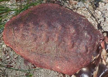 chiton 650