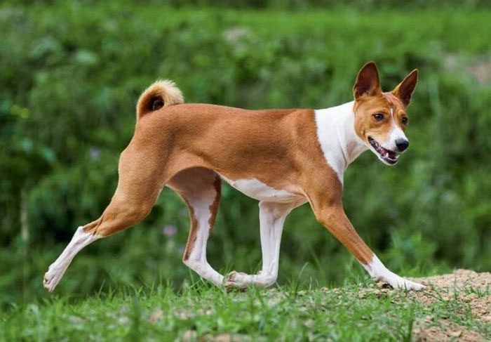 Basenji is an ancient dog breed originating from Egypt known as the 'Barkless Dog'.