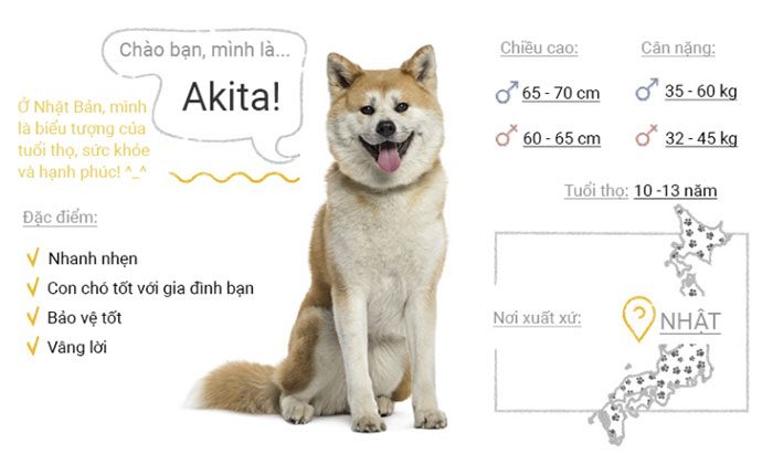 Akita