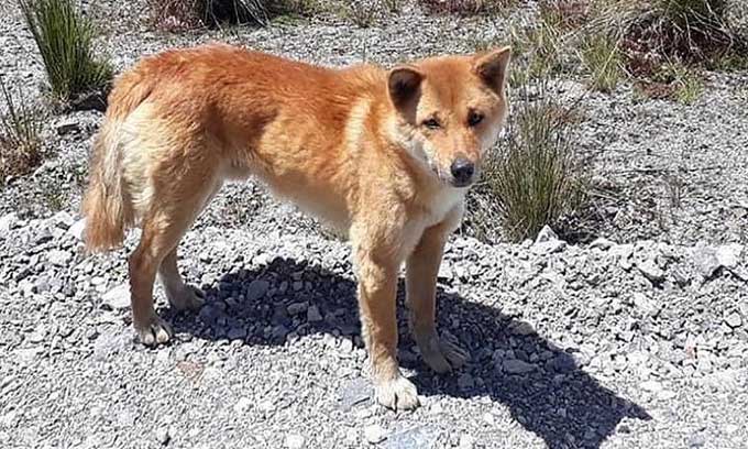 New Guinea Singing Dog near Grasberg mine in Papua.