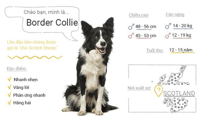 Border Collie