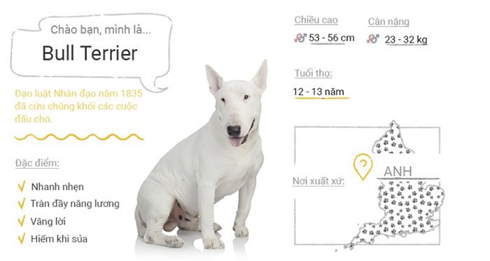 Bull Terrier