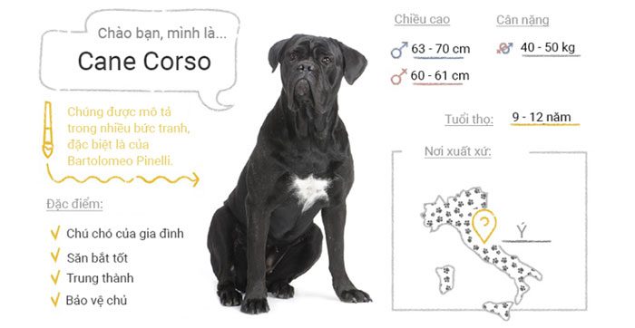 Cane Corso