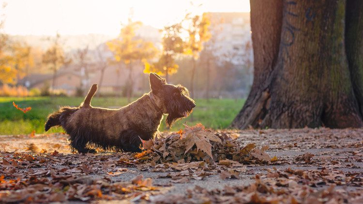 This is a common behavior among dogs to establish social hierarchy within a territory.