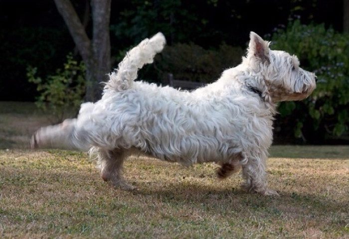 Dogs often use their hind legs to scratch the grass or dirt behind them.