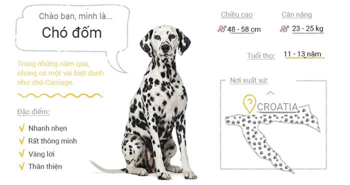 Dalmatian