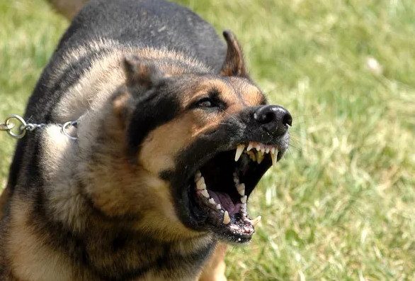 Ways to Prevent and Escape When Attacked by a Fierce Dog