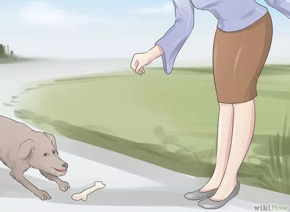 Ways to Prevent and Escape When Attacked by a Fierce Dog