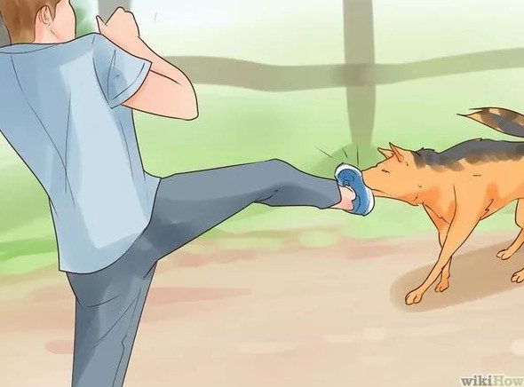 How to Avoid and Escape Dog Attacks