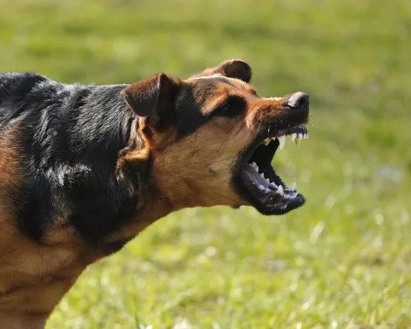 Ways to Prevent and Escape When Attacked by a Fierce Dog