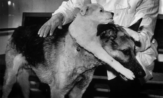 A two-headed dog created by scientist Vladimir Demikhov during an experiment.