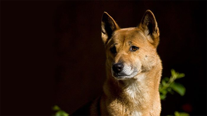 The New Guinea Singing Dog was first identified in Papua New Guinea in 1897