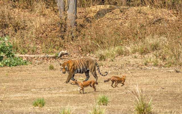 Asian wild dogs can adapt to various habitats