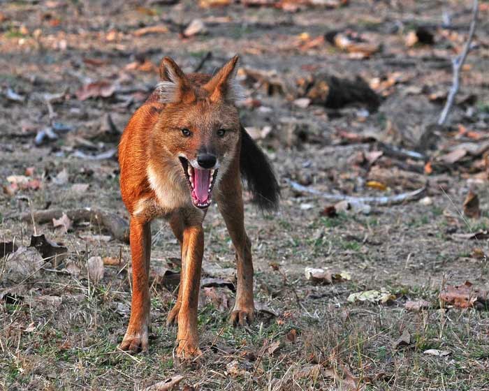 Dholes inhabit dense forests, grasslands, mountains, scrublands, and pine forests.