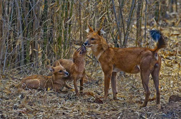 cho hoang dholes 2 1