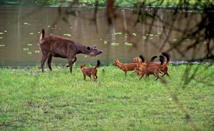 They primarily hunt ungulate mammals in packs