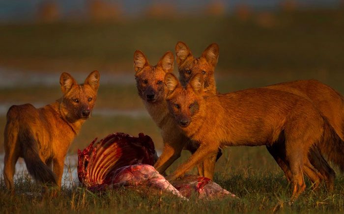 The growth rate of the pups is similar to that of prairie wolves.