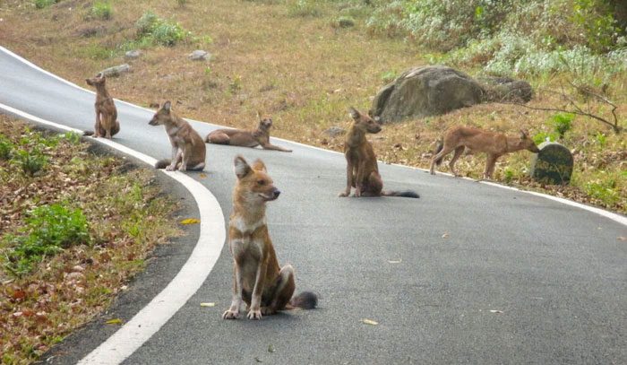 Typically, around 3 years old, females leave the pack to join another.