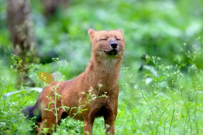 Dholes