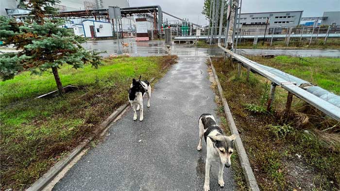 Stray dogs living near the Chernobyl disaster area in Ukraine