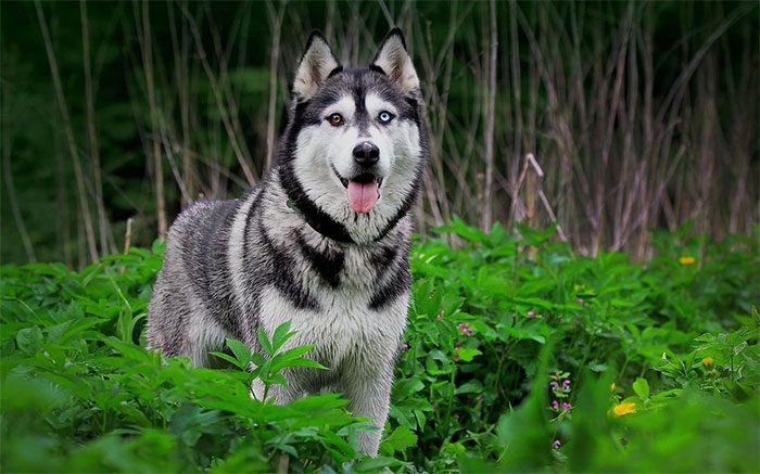 Working dogs like Huskies have smaller brain ratios