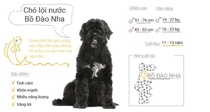 Portuguese Water Dog