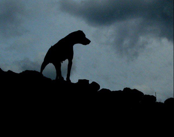 The story of the Black Dog Phantom in England