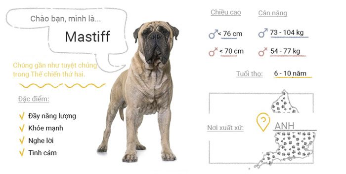 Mastiff