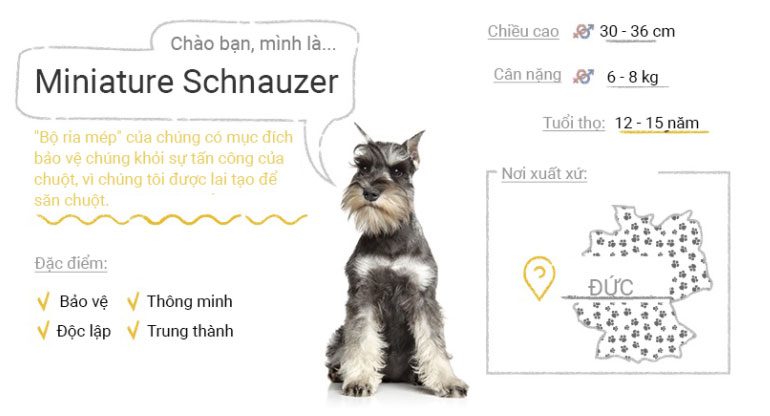 Miniature Schnauzer