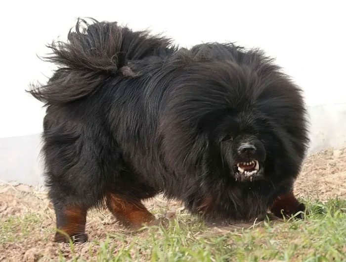 Tibetan Mastiffs are also popular in Europe and the United States.