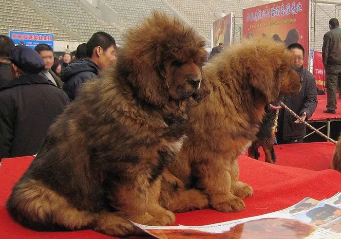 Some Tibetan Mastiffs with appealing appearances can be sold for millions of USD.