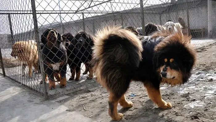 The enormous daily food costs have caused many dog kennels to go bankrupt.