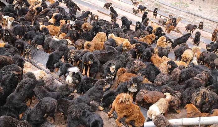 An increasing number of Tibetan Mastiffs have become homeless feral dogs.