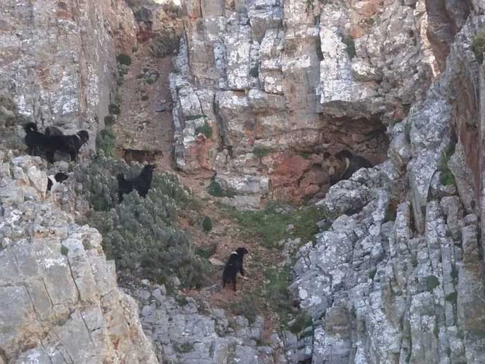 A wandering pack of Tibetan Mastiffs possesses strength that rivals that of wolves.