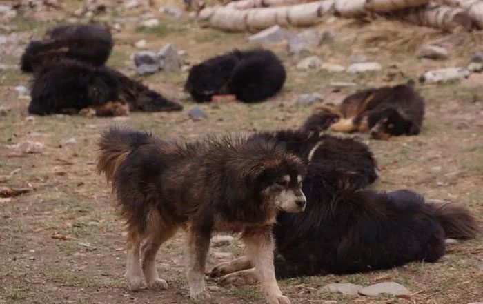 Tibetan Mastiffs abandoned in nature have become feral dogs on the plateau.