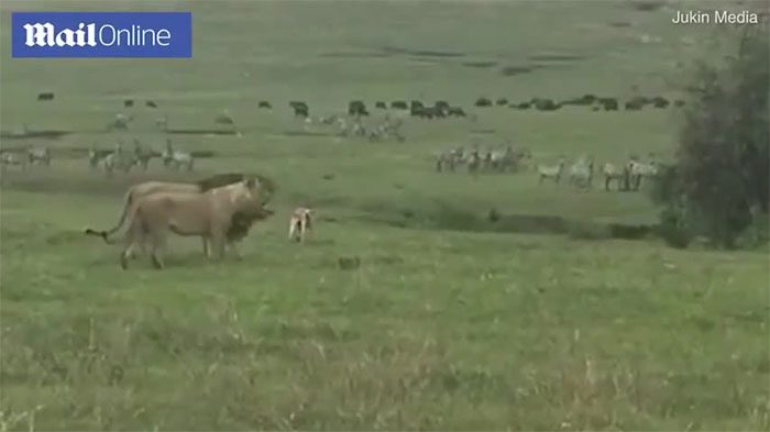 The dog ran up to a pair of lions and barked loudly.