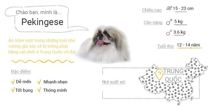 Pekingese