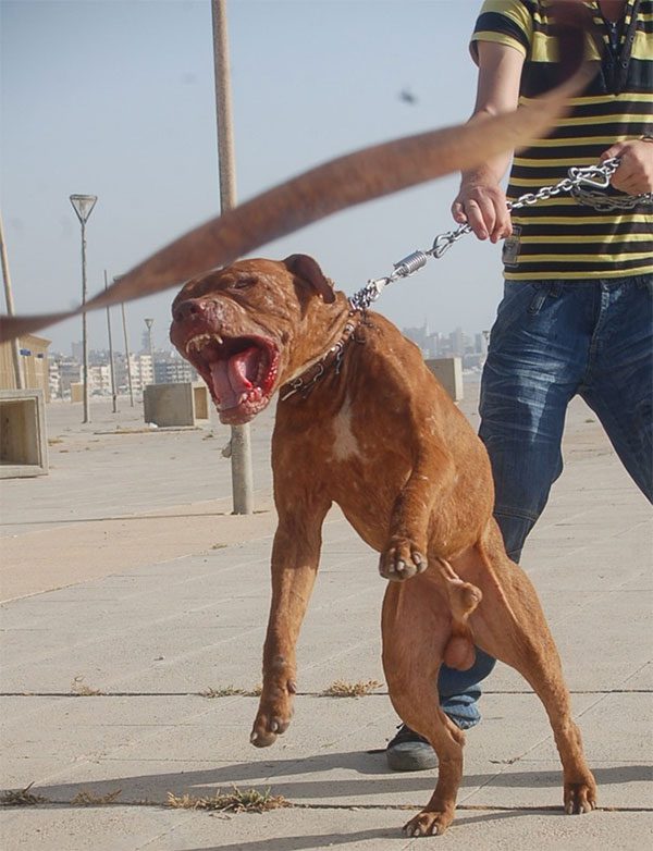 Pitbull is a fighting dog breed.