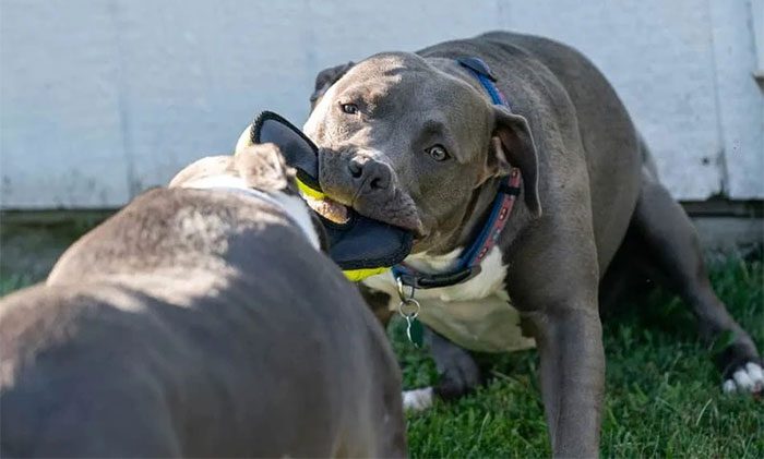 Pitbulls today have been bred to possess extremely strong jaws.