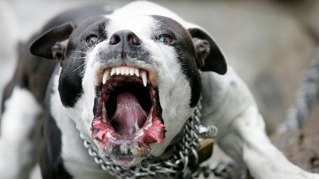 The bite force of a Pitbull is about 2.5 times that of a human.